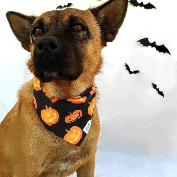 Pumpkins Dog Bandana