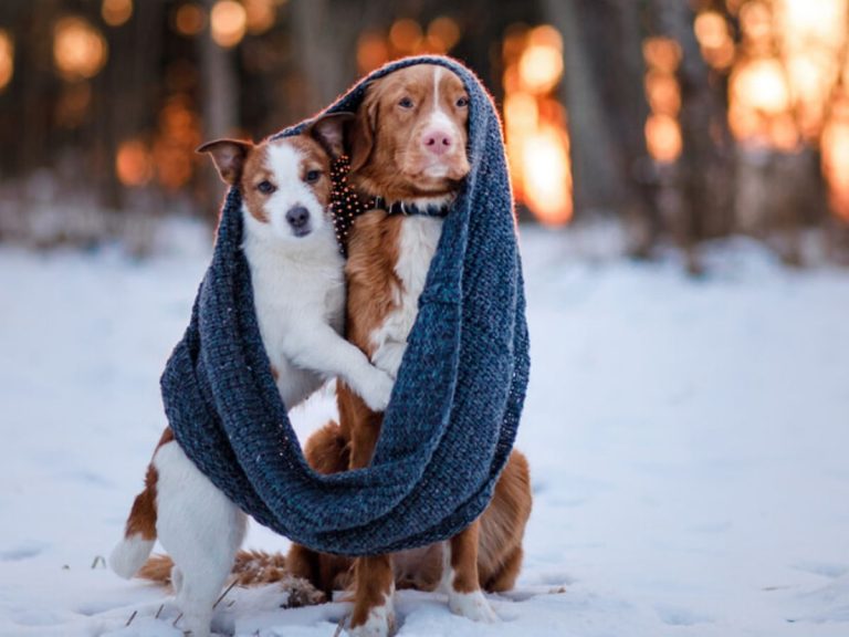 Read more about the article Τα κρύα έπιασαν για τα καλά: Πώς να κρατήστε τα σκυλάκια σας υγιή αυτές τις παγωμένες μέρες!