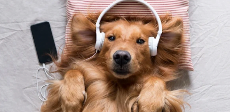 Read more about the article Μπορεί ο σκύλος μου να χαλαρώσει ακούγοντας μουσική;🎵