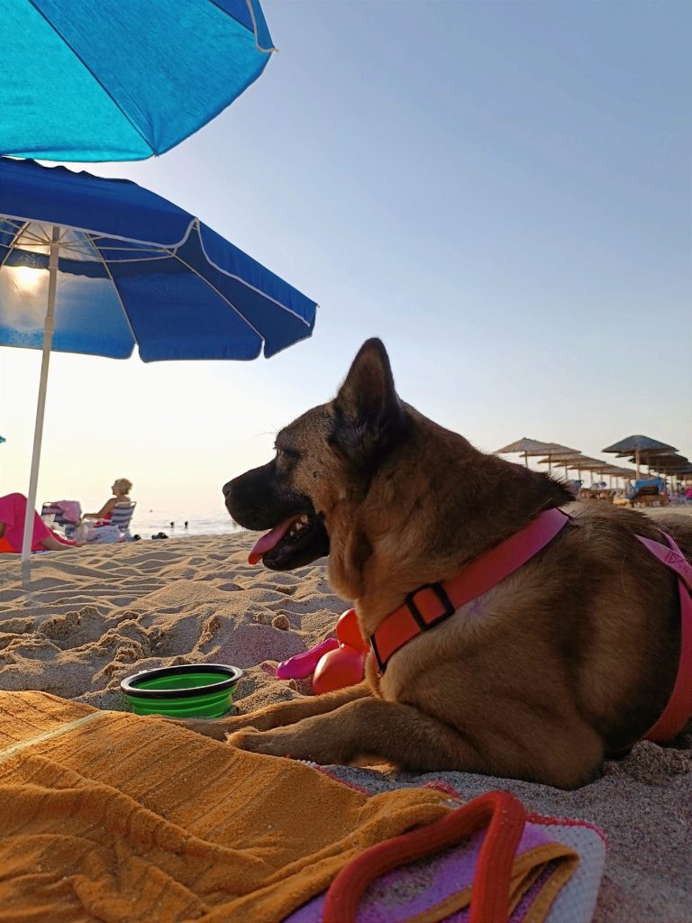 Read more about the article 3+1 Παιχνίδια που μπορείτε να παίξετε με τον σκύλο σας στην παραλία!