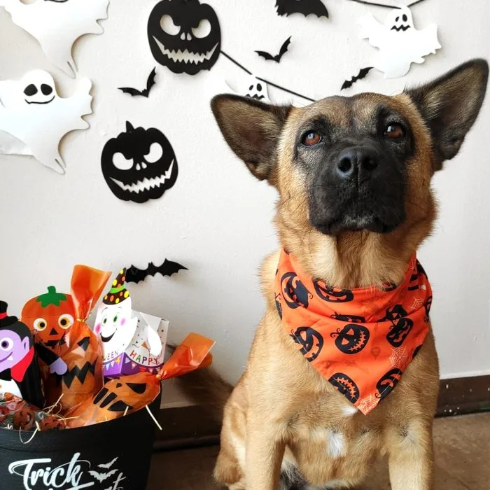 Orange Halloween Bandana 🎃