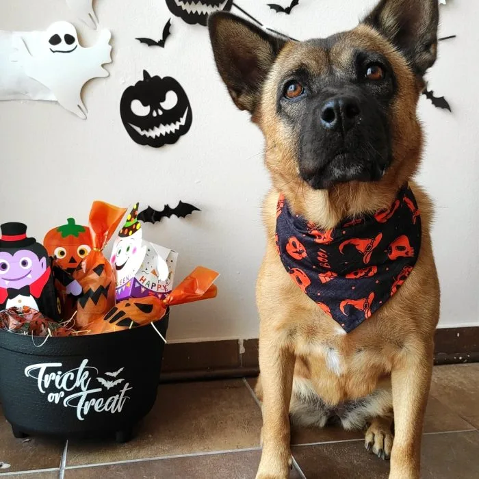 Black Halloween Bandana 🎃